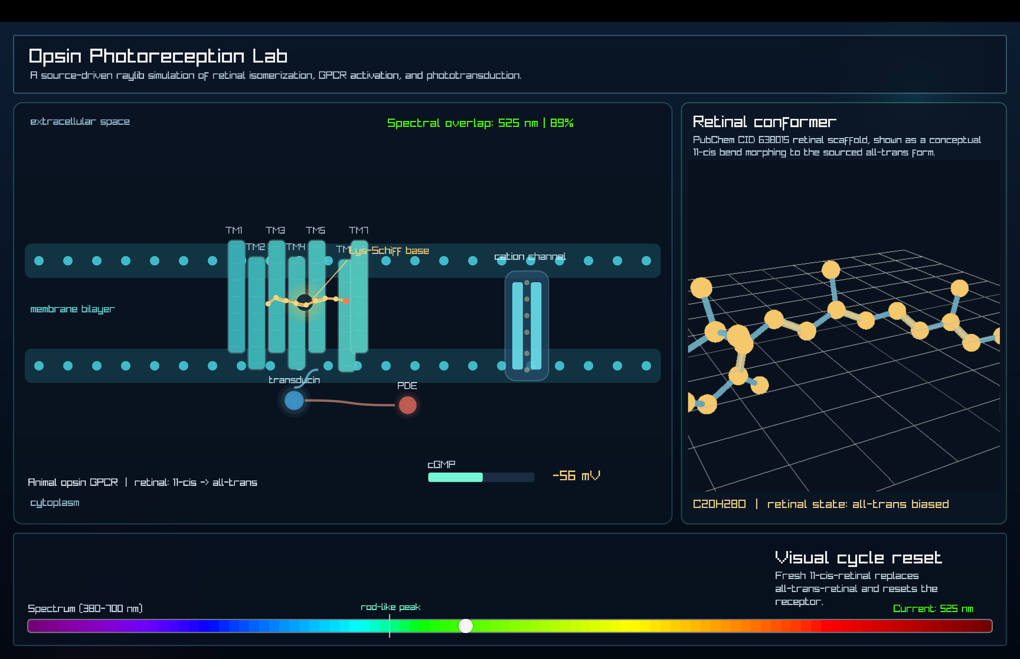 Opsin Photoreception Lab raylib simulation of retinal isomerization and GPCR activation.